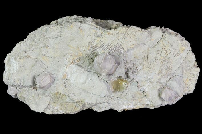 Bargain, Multiple Blastoid (Pentremites) Plate - Illinois #68957